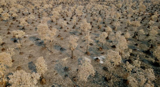 NGO denounces the use of chemical deforestation in the Pantanal