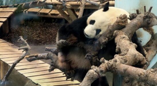 No worries at Ouwehands after return of Finnish giant pandas