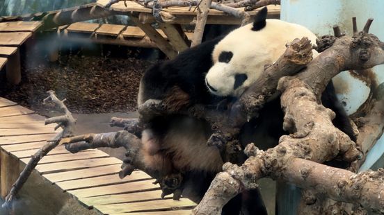 No worries at Ouwehands after return of Finnish giant pandas