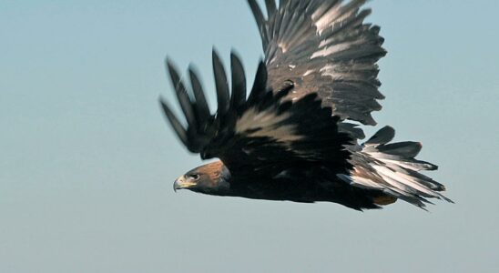 Norwegian eagle attacks baffle – very timid