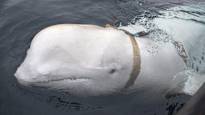 People killed celebrity whale in Norway say two organizations