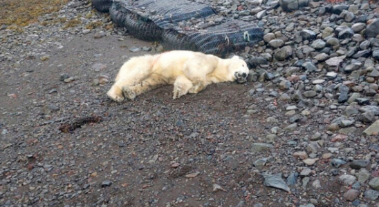 Polar bear shot believed to have floated to Iceland