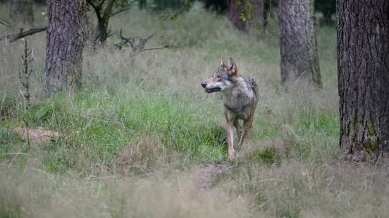 Province and animal organizations diametrically opposed in court over wolf