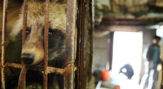 Raccoon dogs and civets may be behind pandemic study finds