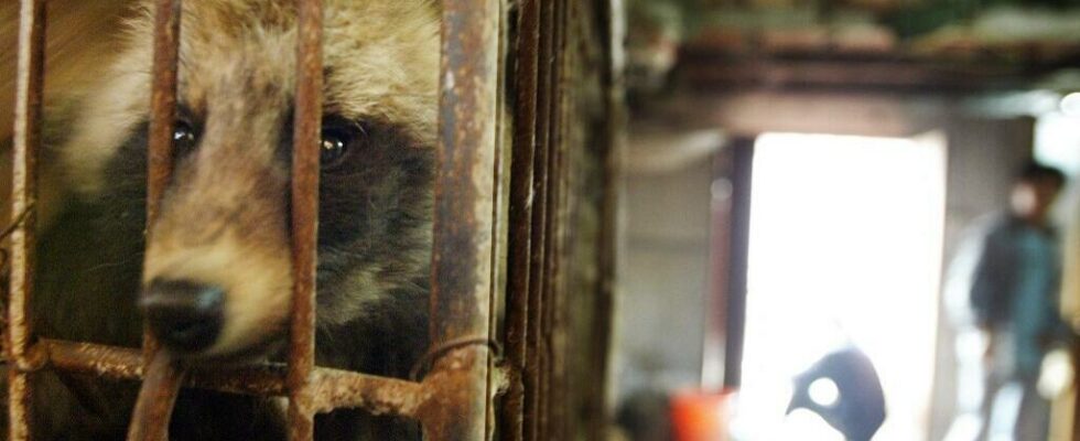 Raccoon dogs and civets may be behind pandemic study finds