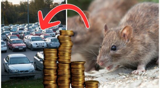 Rats can gnaw your car thats how expensive it