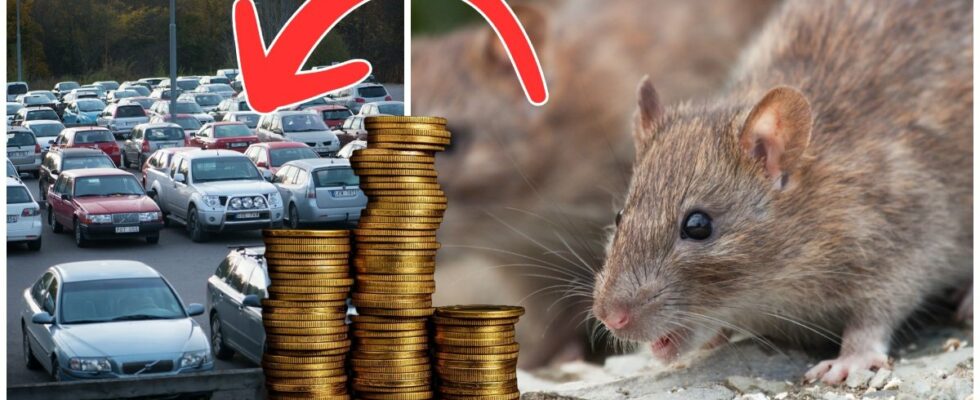 Rats can gnaw your car thats how expensive it