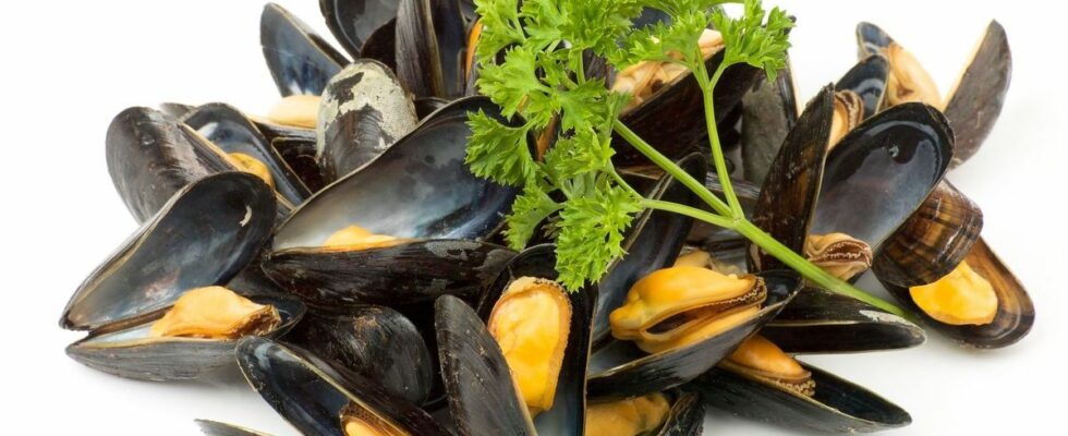 Recall of Bouchot mussels sold at Leclerc