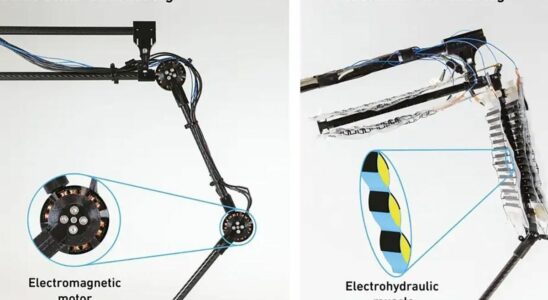 Researchers develop first robotic leg with artificial muscles