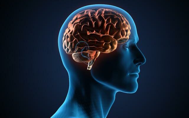 Scientists discovered Research revealed Mens brain shrinks at a certain