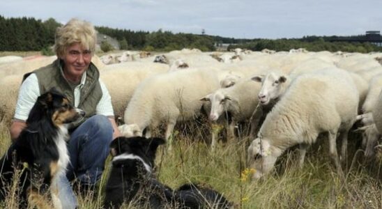 Sheep herder Jose quits after wolf attacks No longer responsible