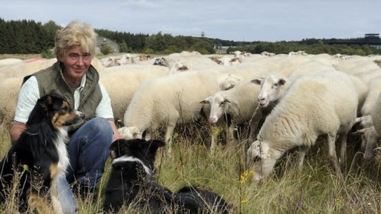 Sheep herder Jose quits after wolf attacks No longer responsible