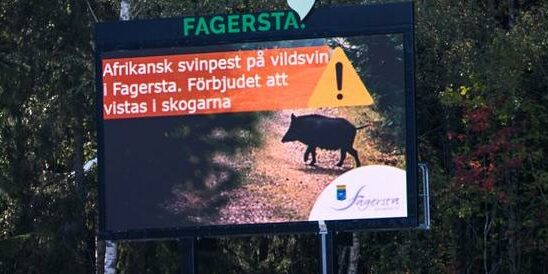 Sweden declared free from swine fever Latest news