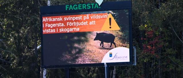 Sweden declared free from swine fever Latest news