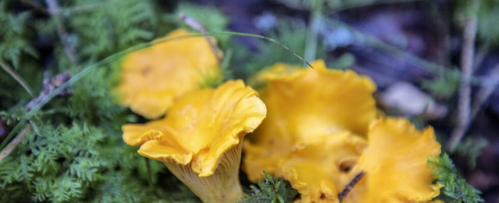 The authority asks mushroom pickers for help Its important