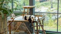 The era of panda diplomacy and China craze in Finland is