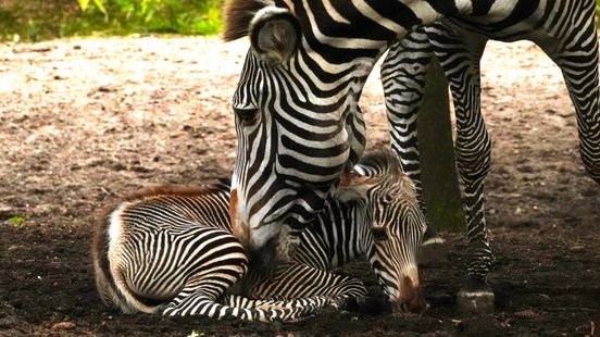 The rare zebra foal is doing well now it just