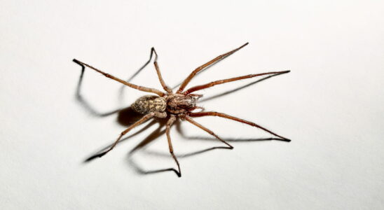 This Simple Trick Will Keep Your Home Spider Free Just