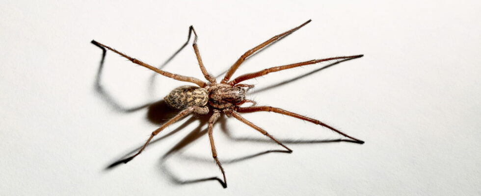 This Simple Trick Will Keep Your Home Spider Free Just