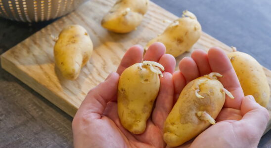 This is THE solution to prevent your potatoes from sprouting