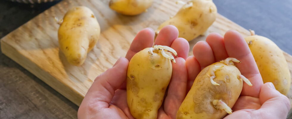 This is THE solution to prevent your potatoes from sprouting