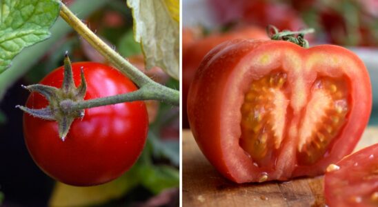 This is how you overwinter your tomato plants