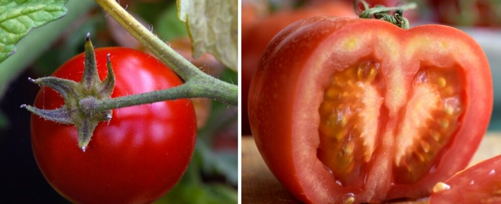 This is how you overwinter your tomato plants