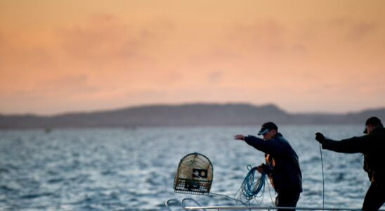 Thousands of lobster cages are lost every year