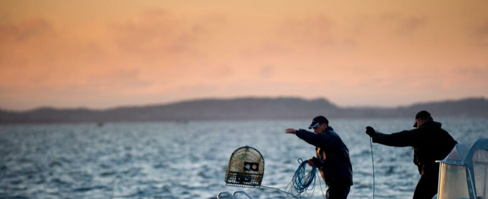 Thousands of lobster cages are lost every year