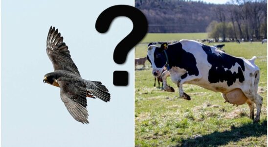 Which animal is actually the fastest in Sweden Here is