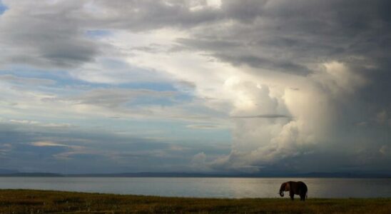 Zimbabwe plans to cull 200 elephants meat to be distributed