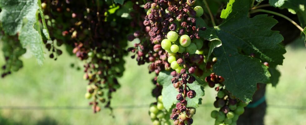 the irresistible rise of white in Languedoc – LExpress